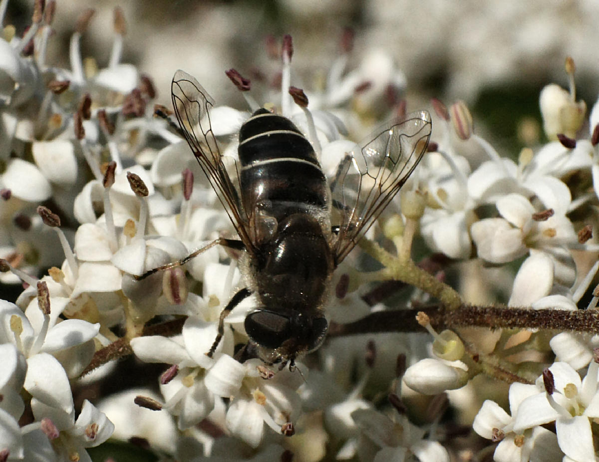 Eristalis ........  interrupta o arbustorum ?